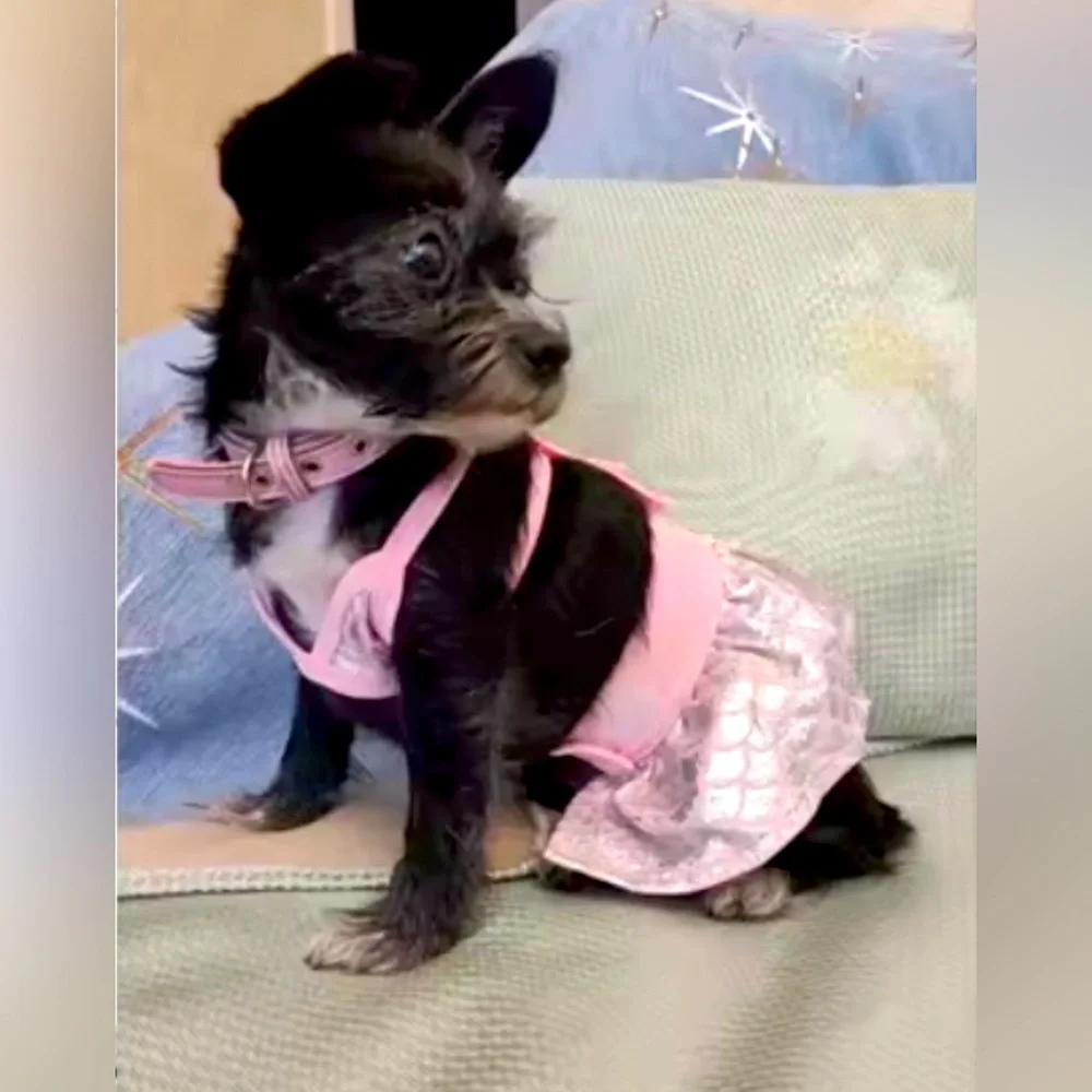 Stylish Pink Fur Baby Bikini 🐾 🏖️